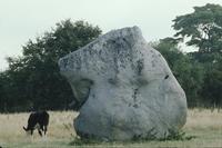 Cow dwarfed by stone near Avebury stone circle