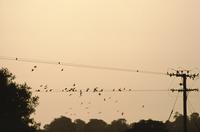 Sun setting, casting silhouette of birds on power line