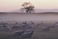 Sheep shrouded in pink mist near Avebury stone circle