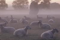 Sheep in mist near Avebury stone circle