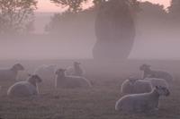 Sheep in mists near Avebury stone circle