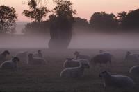 Sheep in mist in Avebury stone circle