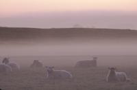 Sheep in mist at Avebury stone circle