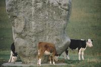 Cattle rubbing against Avebury stone circle