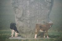 Cattle rubbing on Avebury stone in circle