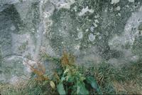 Closeup of weeds at Stonehenge