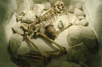 "Beaker" skeleton in Salisbury Museum