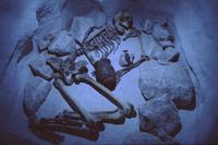 Beaker" skeleton in Salisbury Museum