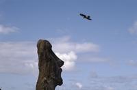 Easter Island statue and bird