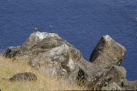 Stony cliff and bird, Easter Island