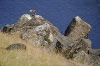 Rocky cliff and bird, Easter Island