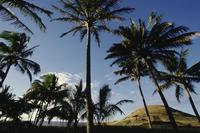 Palm trees, Easter Island