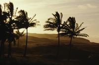 Palm trees at sunset, Easter Island