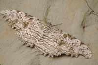 Closeup of moth at Angel Falls