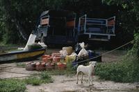 Dog and supplies near trucks by Angel Falls