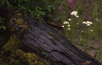 Khutzeymateen Provincial Park : Deadfall and white yarrow flowers
