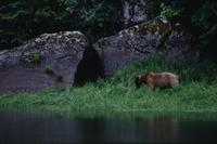 Bear at Khutzeymateen Provincial Park
