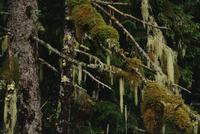 Moss draped branches at Khutzeymateen Provincial Park