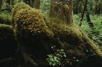 Moss on tree Khutzeymateen Provincial Park