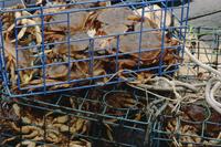 Crab in crab traps at Khutzeymateen Valley
