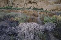 Chaco Canyon - tumbleweed 