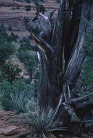 Sedona: Closeup of tree trunk and cactus (Aloe?)