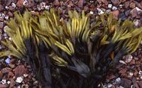 Kelp on beach