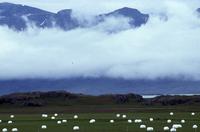 White wrapped bales and mountain mist