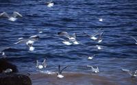 Gulls and waves