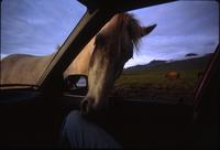Horses (Icelandic ponies) invading car