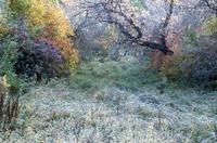 First frost at Wanuskewin