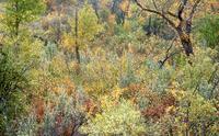 Fall colour with impressionistic backgrounds