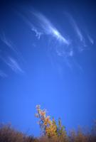 Yellow tree against blue sky