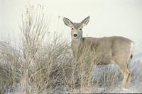 Deer in Badlands