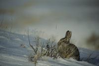 Rabbit in Badlands