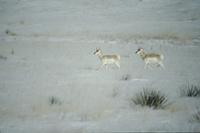 Pronghorn Antelope in Badlands