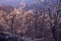 Ice storm in Ozark Mountains