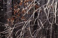 Ice storm in Ozark Mountains