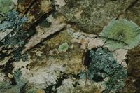 Closeup of Rock with Lichen:  Hot Springs National Park