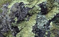 Detail of lichen