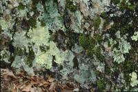 Lichen in forest, Hot Springs National Park