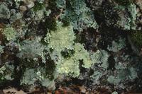 Lichen in forest, Hot Springs National Park