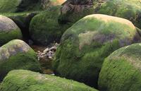 Green algae on rock at Baker's Brook (near Berryhill)