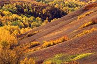 Autumn colours in Q'Appelle Valley en route to Redvers