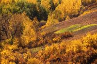 Autumn colours in Q'Appelle Valley en route to Redvers