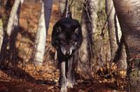 Black wolf, Triple D Game Park