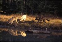 Wolves along the river
