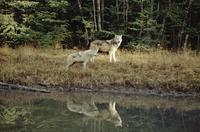 Wolves along the river