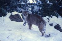 Mountain lion in snow (in shadows)