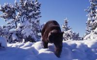 Grizzly bear in snow